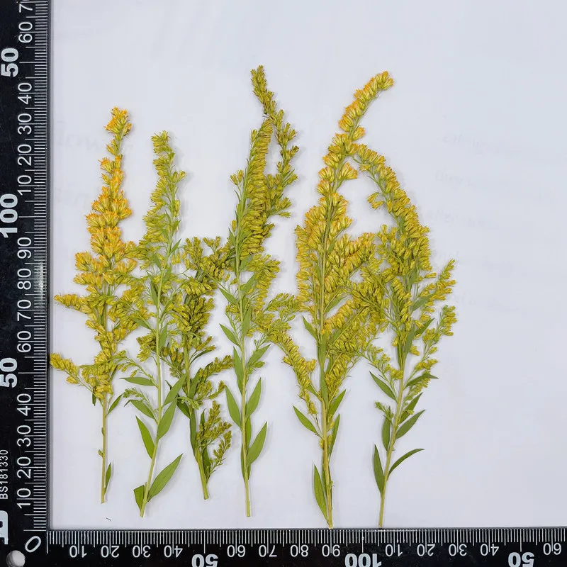 6-10cm/24pcs,natural pressed f - Pressed Flower Frame avaliação e preço