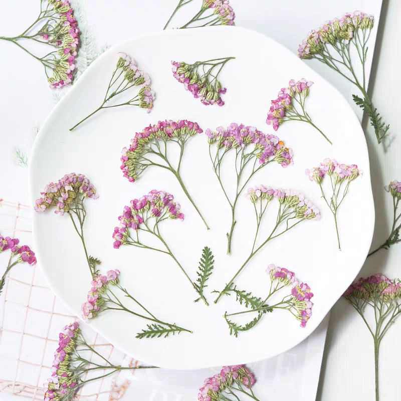 60pcs Pressed Dried Yarrow Ach - Pressed Flower Frame avaliação e preço