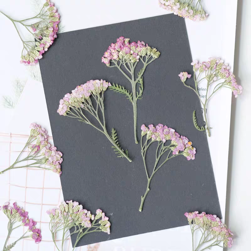 60pcs Pressed Dried Yarrow Ach - Pressed Flower Frame avaliação e preço
