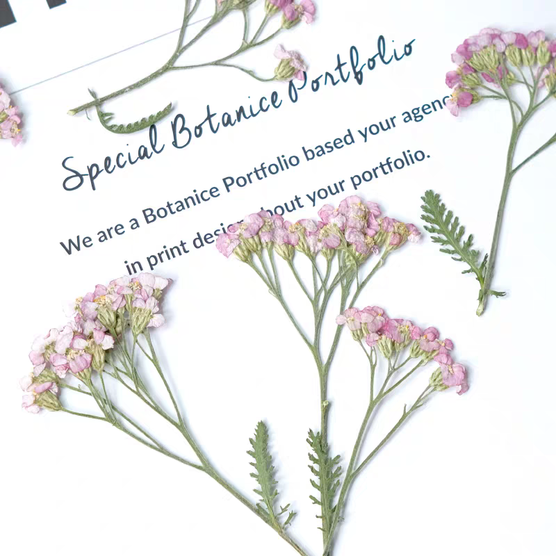 60pcs Pressed Dried Yarrow Ach - Pressed Flower Frame avaliação e preço
