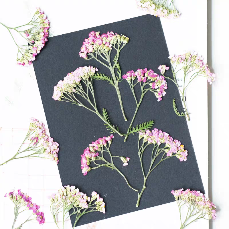 60pcs Pressed Dried Yarrow Ach - Pressed Flower Frame avaliação e preço