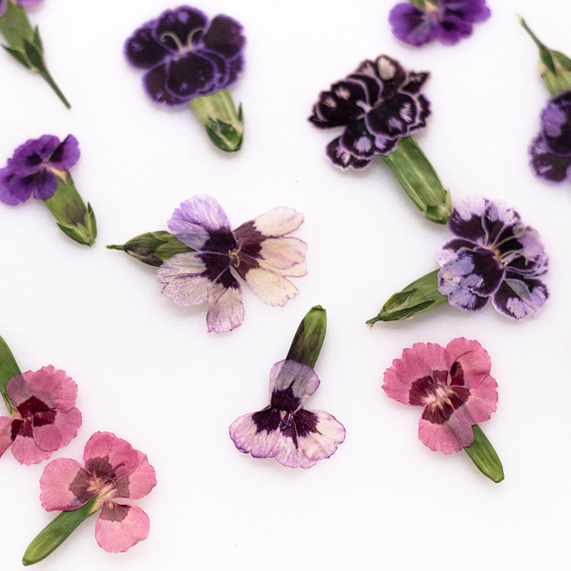 24pcs,Pressed Dried Dianthus F - Pressed Flower Frame avaliação e preço