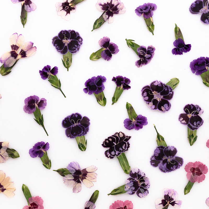 24pcs,Pressed Dried Dianthus F - Pressed Flower Frame avaliação e preço