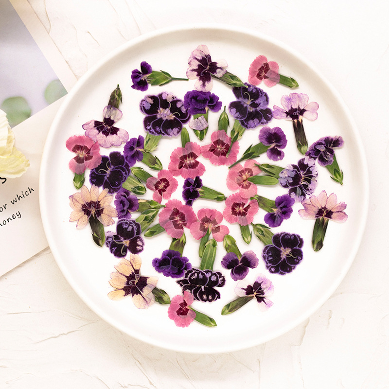 24pcs,Pressed Dried Dianthus F - Pressed Flower Frame avaliação e preço