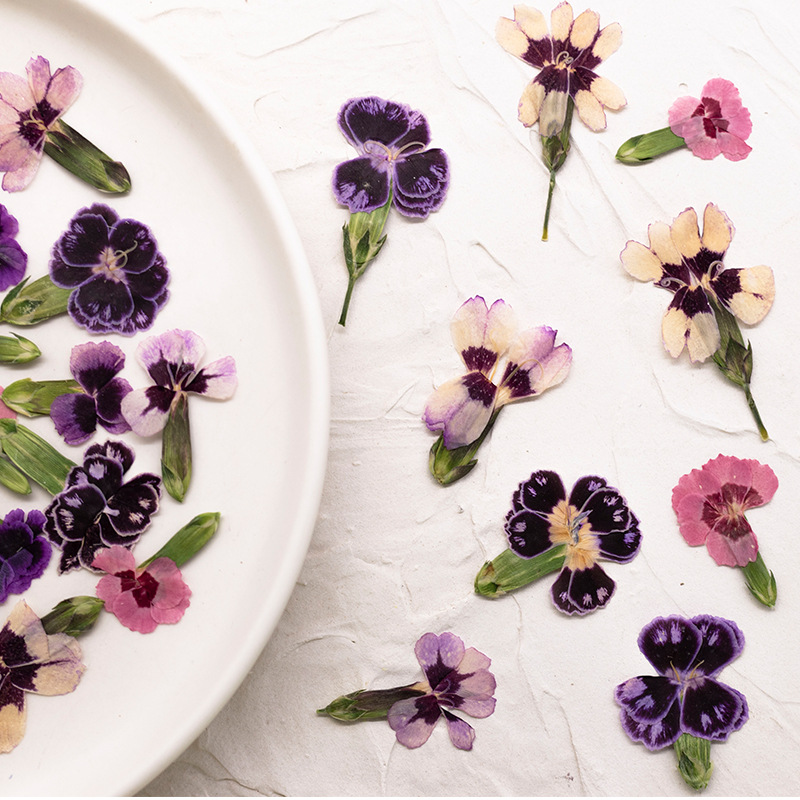 24pcs,Pressed Dried Dianthus F - Pressed Flower Frame avaliação e preço