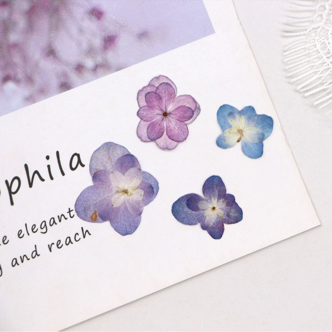 60Pcs Mini Double-Flowered Hyd - Pressed Flower Frame avaliação e preço