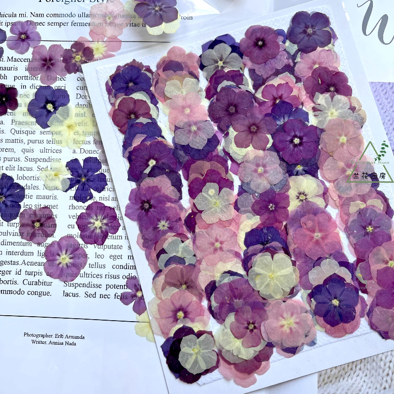 12pcs,Semi-Transparent Niche P - Pressed Flower Frame avaliação e preço