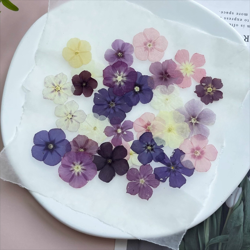 12pcs,Semi-Transparent Niche P - Pressed Flower Frame avaliação e preço