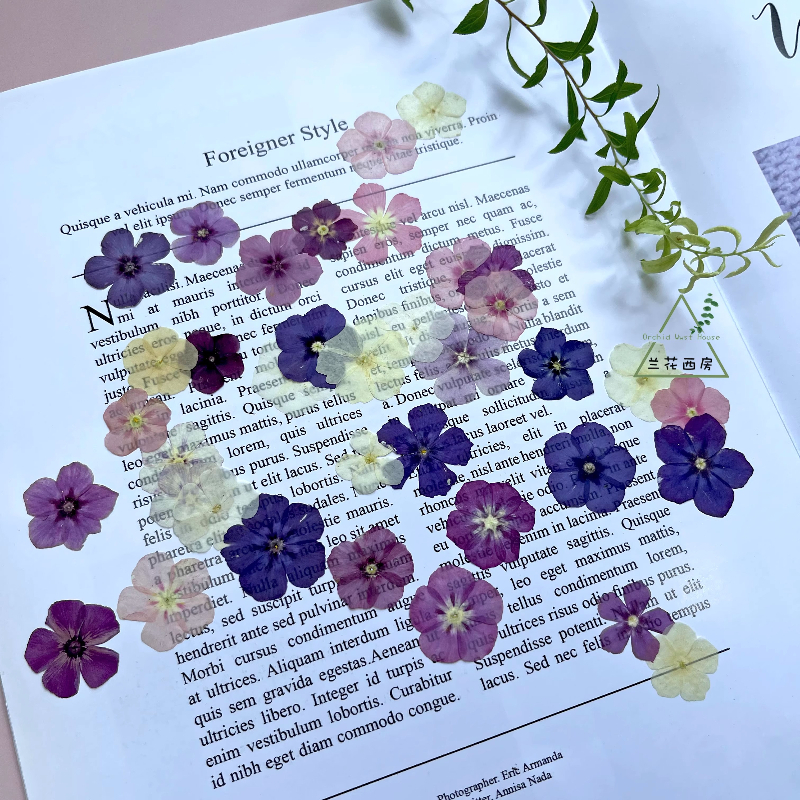 12pcs,Semi-Transparent Niche P - Pressed Flower Frame avaliação e preço