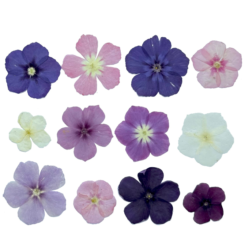 12pcs,Semi-Transparent Niche P - Pressed Flower Frame avaliação e preço