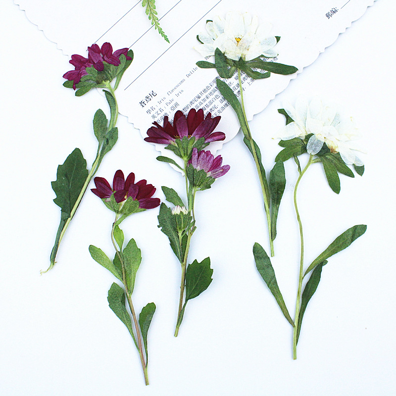24pcs,Mini Chrysanthemum Press - Pressed Flower Frame avaliação e preço