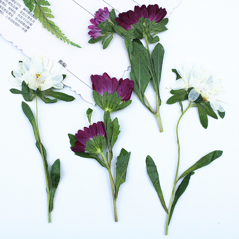 24pcs,Mini Chrysanthemum Press - Pressed Flower Frame avaliação e preço