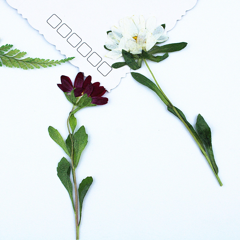 24pcs,Mini Chrysanthemum Press - Pressed Flower Frame avaliação e preço