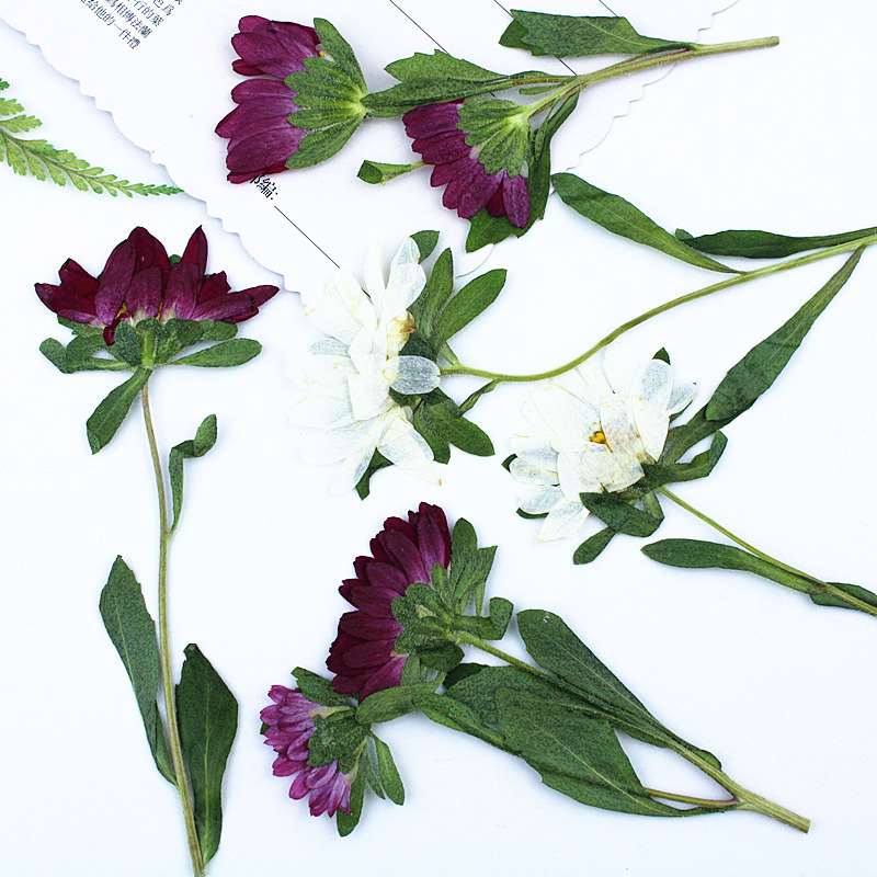 24pcs,Mini Chrysanthemum Press - Pressed Flower Frame avaliação e preço