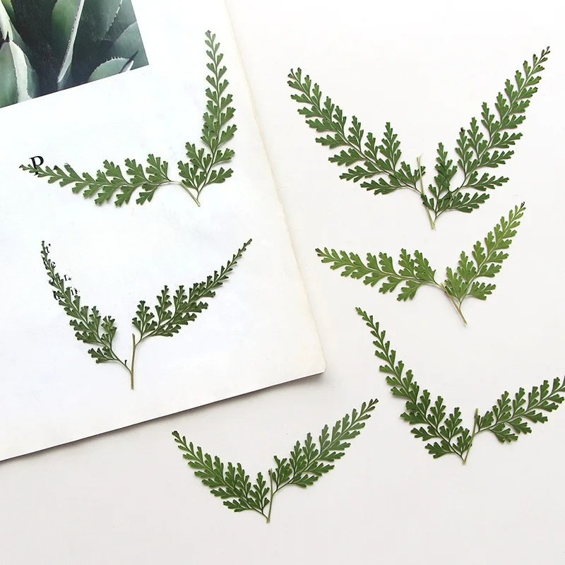 Nature Pressed Fern Branches,d - Pressed Flower Frame avaliação e preço