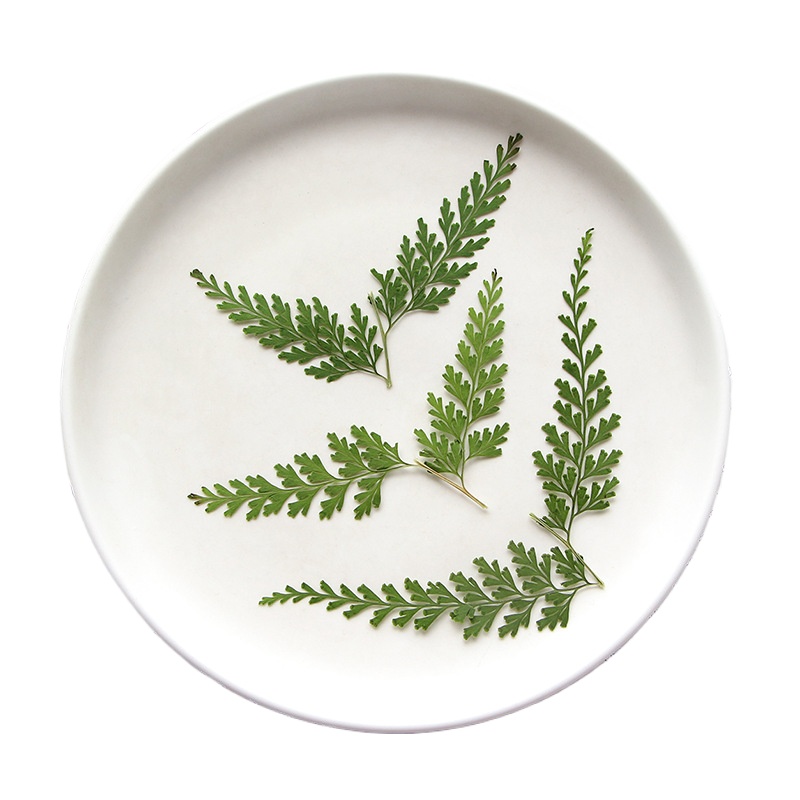 Nature Pressed Fern Branches,d - Pressed Flower Frame avaliação e preço