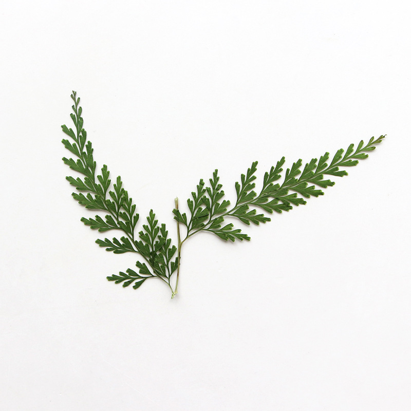 Nature Pressed Fern Branches,d - Pressed Flower Frame avaliação e preço