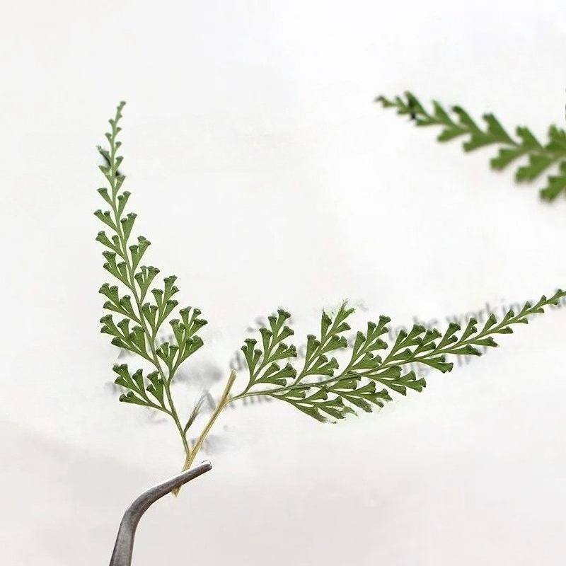 Nature Pressed Fern Branches,d - Pressed Flower Frame avaliação e preço