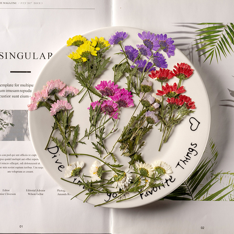 5-8cm/24pcs,Side pressed cryst - Pressed Flower Frame avaliação e preço