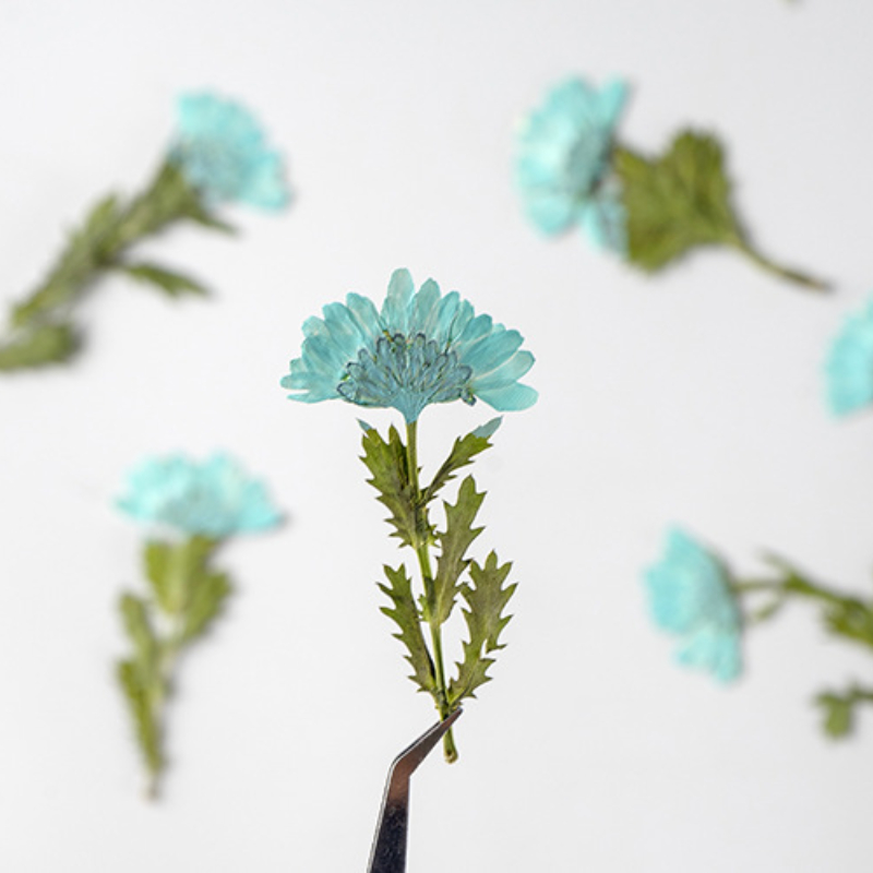5-8cm/24pcs,Side pressed cryst - Pressed Flower Frame avaliação e preço