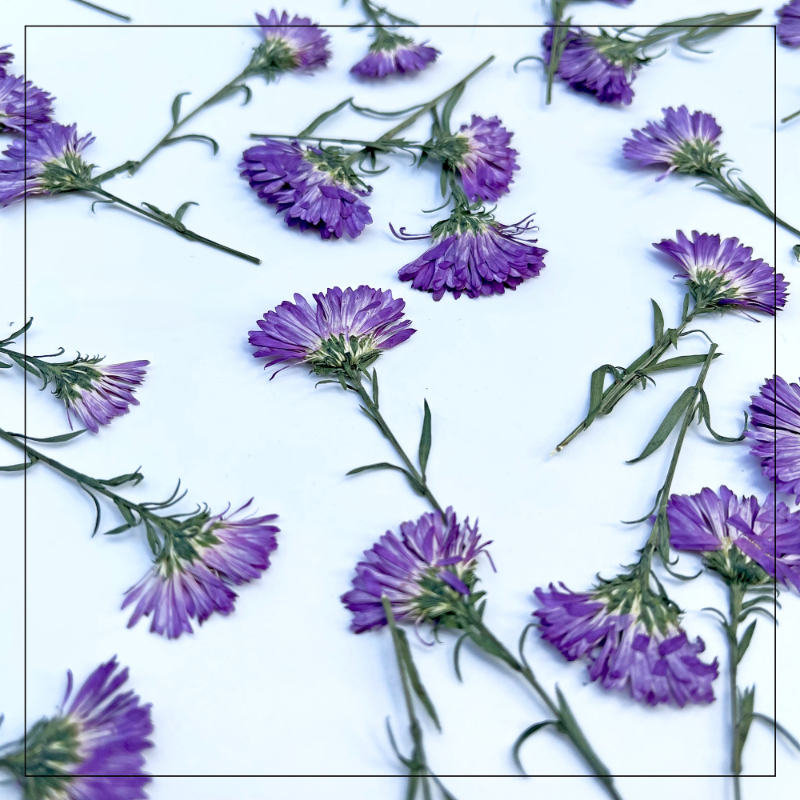 100PCS/3-6cm,Pressed daisy min - Pressed Flower Frame avaliação e preço